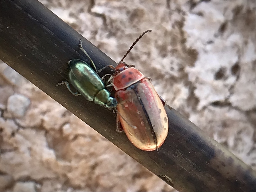 Kuschelina suturella