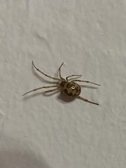 Steatoda triangulosa