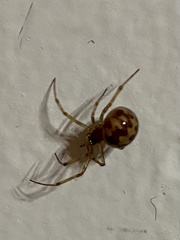 Steatoda triangulosa
