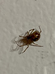 Steatoda triangulosa