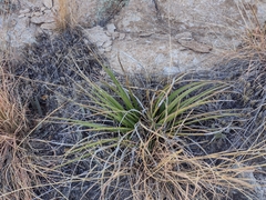 Agave schottii treleasei