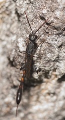 Gasteruption assectator