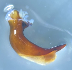 Pterostichus illustris