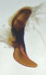 Pterostichus illustris