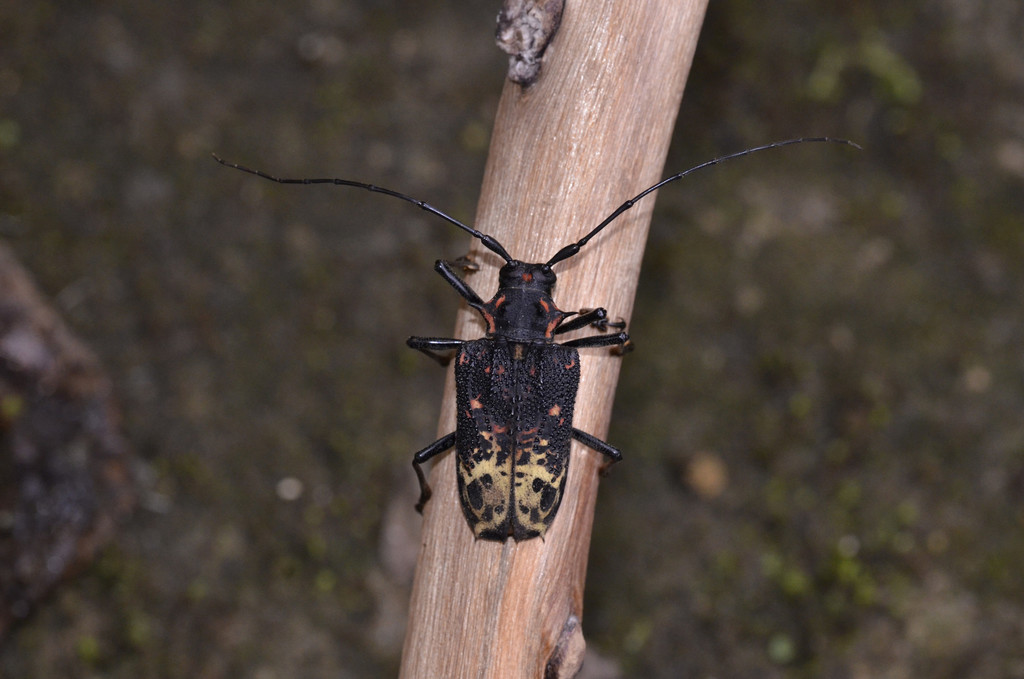 Polyrhaphidini