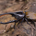 True Rhinoceros Beetles - Photo (c) TOUROULT Julien, some rights reserved (CC BY), uploaded by TOUROULT Julien
