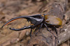 Insects - Photo (c) TOUROULT Julien, some rights reserved (CC BY), uploaded by TOUROULT Julien