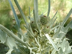 Cirsium douglasii