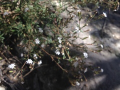 Stevia trifida