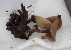 Ciborinia camelliae