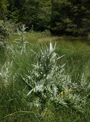 Cirsium douglasii