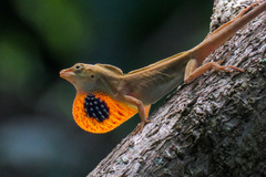 Anolis unilobatus