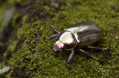 Chrysina