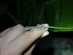 Anolis olssoni