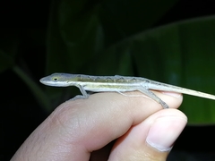 Anolis olssoni