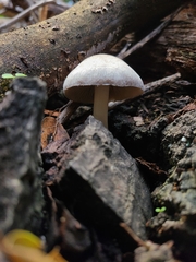 Coprinopsis uliginicola