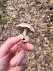Coprinopsis uliginicola