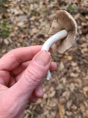 Coprinopsis uliginicola