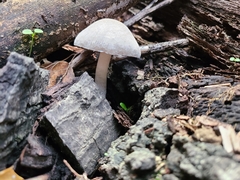 Coprinopsis uliginicola