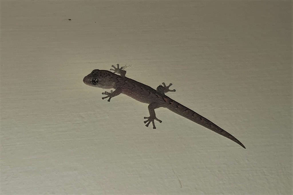 Southern Marbled Gecko in March 2022 by Garry French. young specimen ...