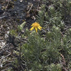 Senecio chilensis