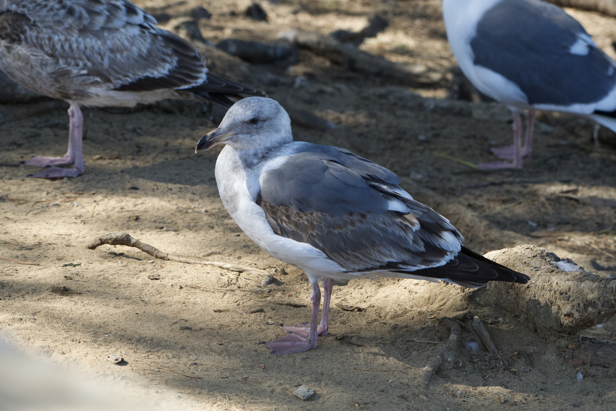 Western Gull