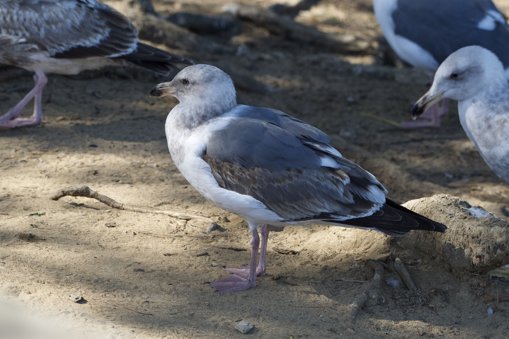 Western Gull