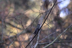 Lampornis clemenciae