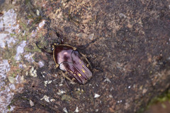 Amithao decemguttatus