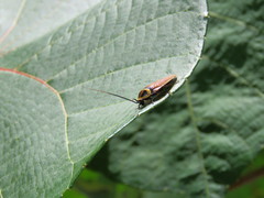 Ellipsidion reticulatum
