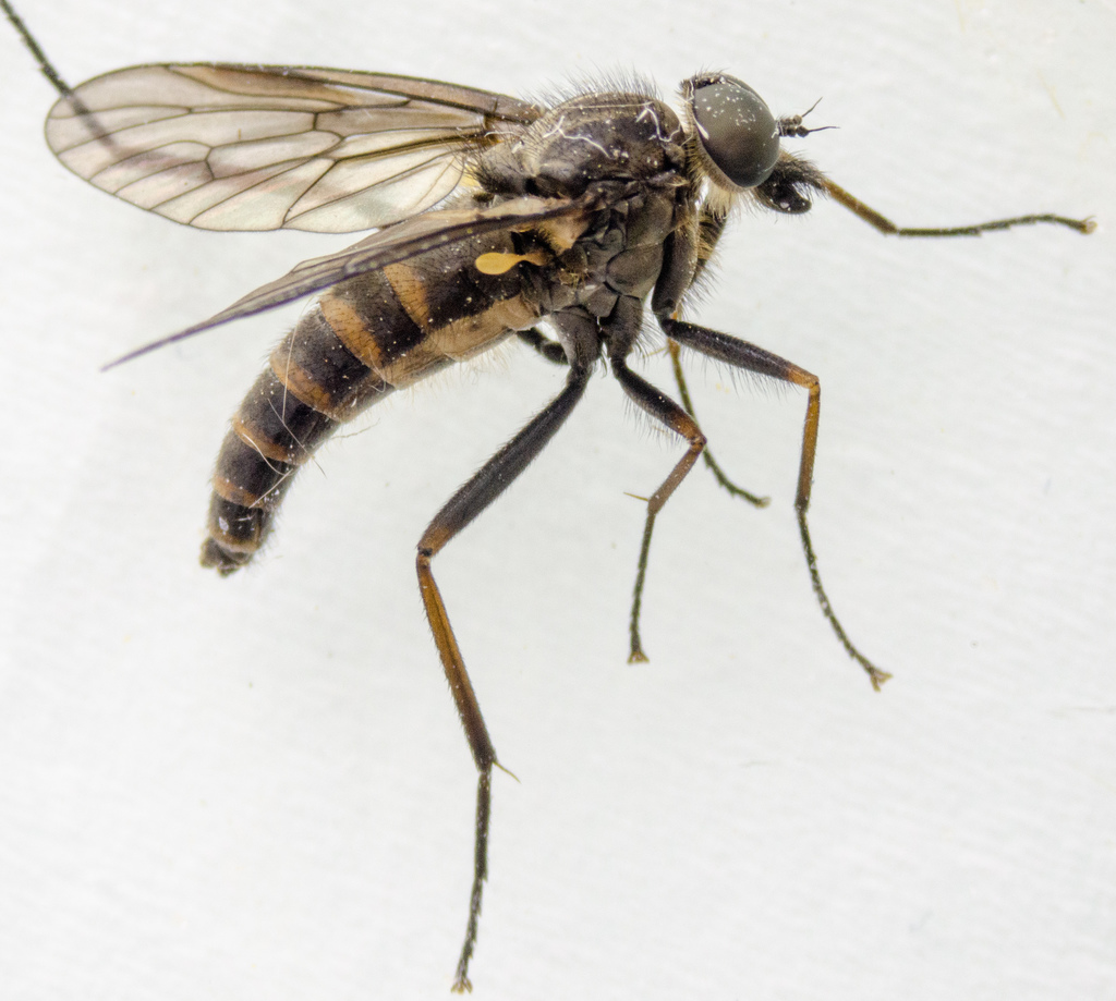Rhagio expansus