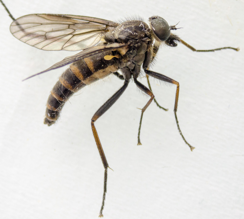 Rhagio expansus