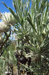 Artemisia tripartita
