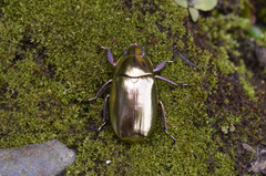Chrysina