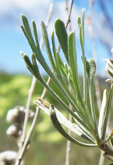 Artemisia tripartita