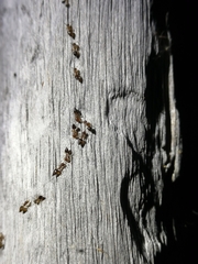 Crematogaster steinheili