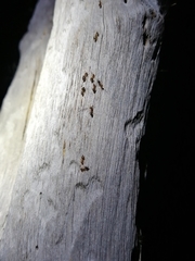 Crematogaster steinheili