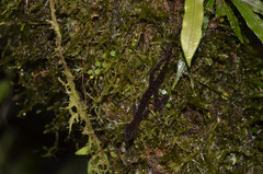 Anolis granuliceps