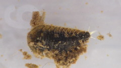 Ectopria nervosa