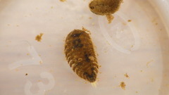 Ectopria nervosa