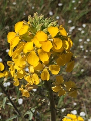 Erysimum capitatum capitatum