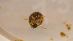 Helicopsyche borealis