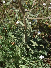 Erysimum capitatum capitatum