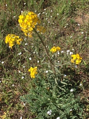 Erysimum capitatum capitatum