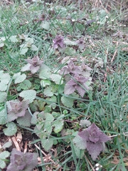 Lamium purpureum
