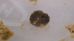 Helicopsyche borealis