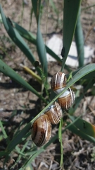 Theba pisana
