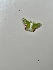 Protuliocnemis partita