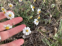 Melampodium cinereum