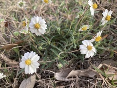 Melampodium cinereum